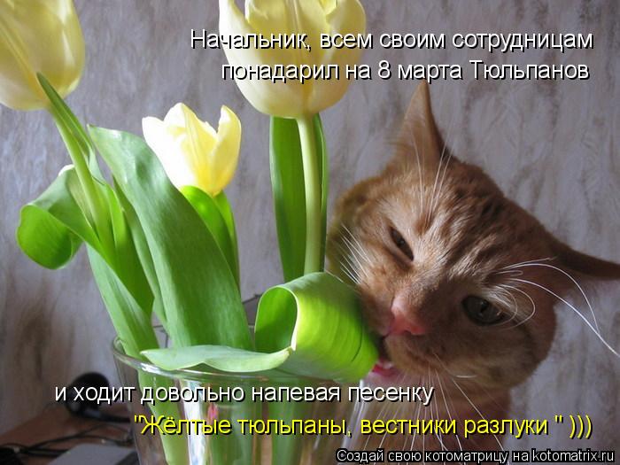 Начальник, всем своим сотрудницам понадарил на 8 марта Тюльпанов и ходит довольно напевая песенку "Ж... Котоматрица: Начальник, всем своим сотрудницам понадарил на 8 марта Тюльпанов и ходит довольно напевая песенку "Жёлтые тюльпаны, вестники разлуки " )))