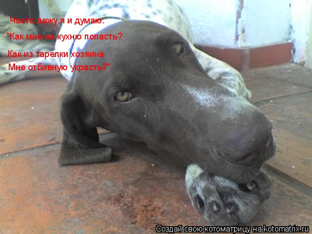 Часто лежу я и думаю: "Как мне на кухню попасть? Как из тарелки хозяина Как из тарелки хозяина Мне от... Котоматрица: Часто лежу я и думаю: "Как мне на кухню попасть? Как из тарелки хозяина Как из тарелки хозяина Мне отбивную украсть?"