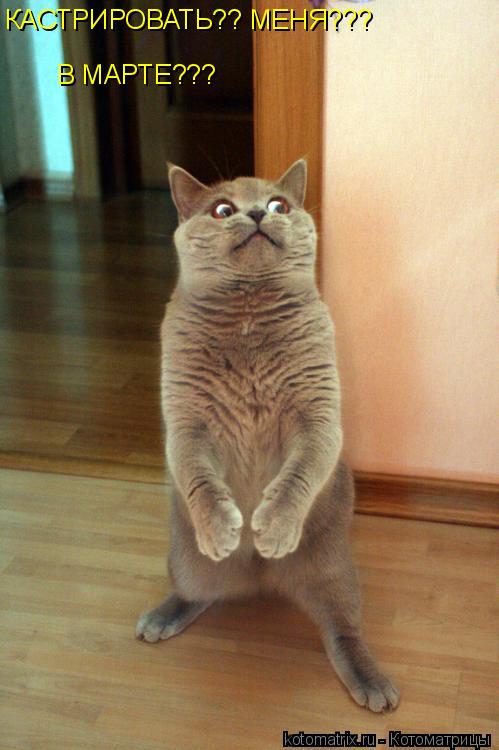 Котоматрица: КАСТРИРОВАТЬ?? МЕНЯ??? В МАРТЕ???