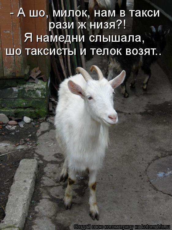 - А шо, милок, нам в такси рази ж низя?! Я намедни слышала, шо таксисты и телок возят..... Котоматрица: - А шо, милок, нам в такси рази ж низя?! Я намедни слышала, шо таксисты и телок возят..