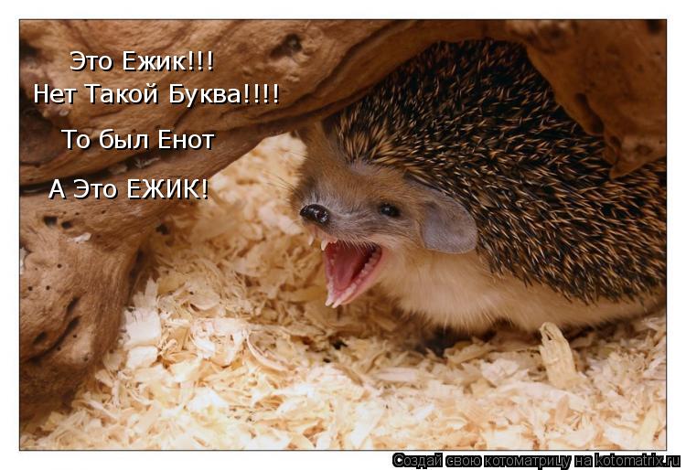 Это Ежик!!! Нет Такой Буква!!!! То был Енот А Это ЕЖИК!... Котоматрица: Это Ежик!!! Нет Такой Буква!!!! То был Енот А Это ЕЖИК!