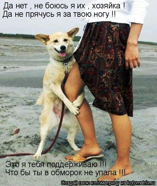 Да нет , не боюсь я их , хозяйка ! Да не прячусь я за твою ногу !! Это я тебя поддерживаю !!! Что бы ... Котоматрица: Да нет , не боюсь я их , хозяйка ! Да не прячусь я за твою ногу !! Это я тебя поддерживаю !!! Что бы ты в обморок не упала !!!