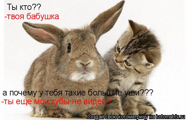 Ты кто?? -твоя бабушка а почему у тебя такие большие уши??? -ты еще мои зубы не видел!!... Котоматрица: Ты кто?? -твоя бабушка а почему у тебя такие большие уши??? -ты еще мои зубы не видел!!