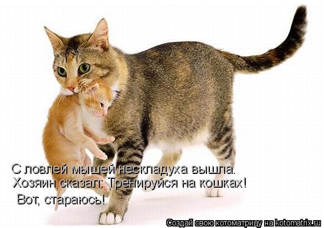 Котоматрица: С ловлей мышей нескладуха вышла.  Хозяин сказал: Тренируйся на кошках!   Вот, стараюсь!