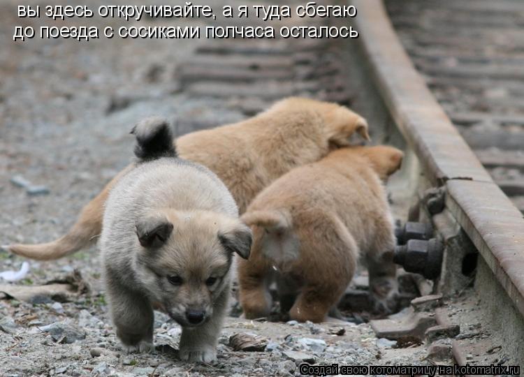 вы здесь откручивайте, а я туда сбегаю до поезда с сосиками полчаса осталось... Котоматрица: вы здесь откручивайте, а я туда сбегаю до поезда с сосиками полчаса осталось