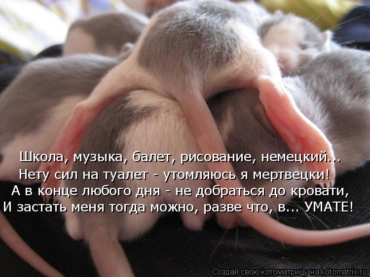 Школа, музыка, балет, рисование, немецкий... Нету сил на туалет - утомляюсь я мертвецки! А в конце лю... Котоматрица: Школа, музыка, балет, рисование, немецкий... Нету сил на туалет - утомляюсь я мертвецки! А в конце любого дня - не добраться до кровати, И застат