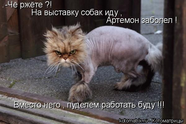 -Чё ржёте ?! На выставку собак иду , Артемон заболел ! Вместо него , пуделем работать буду !!!... Котоматрица: -Чё ржёте ?! На выставку собак иду , Артемон заболел ! Вместо него , пуделем работать буду !!!