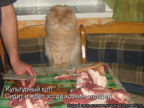Культурный кот! Сидит и ждёт, когда хозяин отойдёт!... Котоматрица: Культурный кот! Сидит и ждёт, когда хозяин отойдёт!