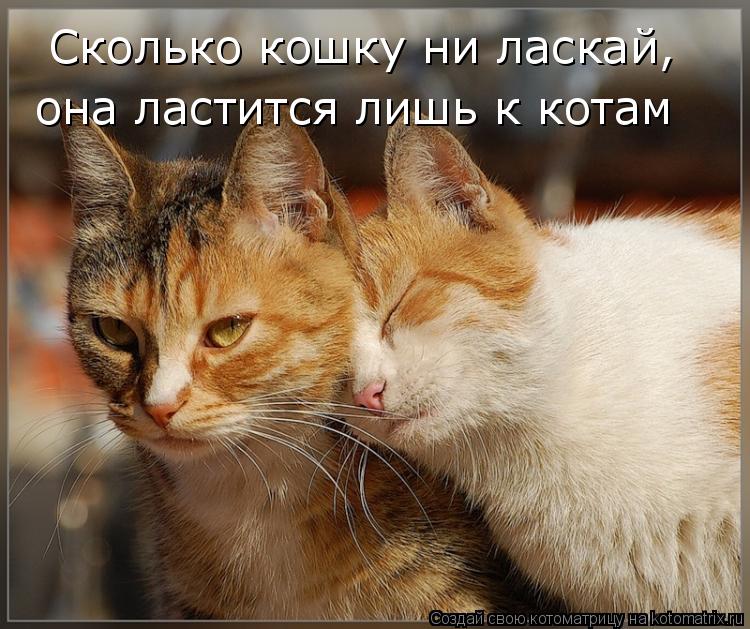 Сколько кошку ни ласкай, она ластится лишь к котам... Котоматрица: Сколько кошку ни ласкай, она ластится лишь к котам