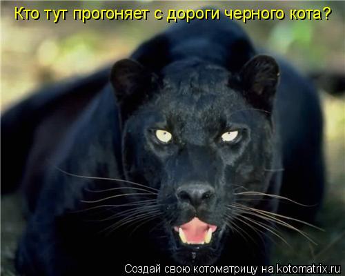 Котоматрица: Кто тут прогоняет с дороги черного кота?
