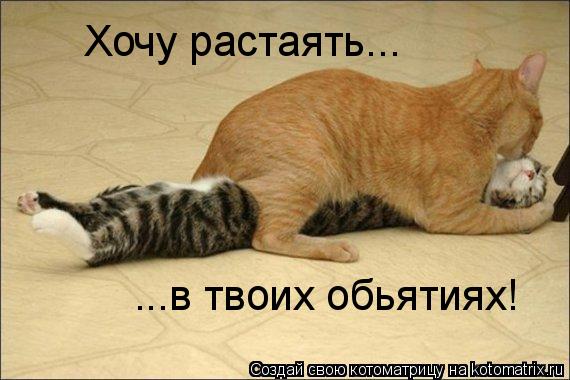 Котоматрица: Хочу растаять... ...в твоих обьятиях!