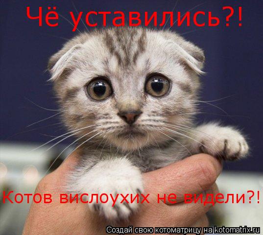 Котоматрица: Чё уставились?! Котов вислоухих не видели?!