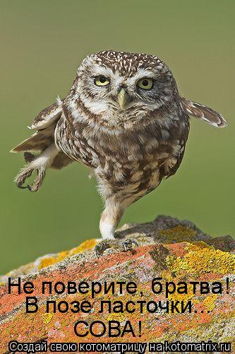 Не поверите, братва! В позе ласточки... СОВА!... Котоматрица: Не поверите, братва! В позе ласточки... СОВА!