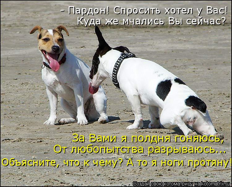 - Пардон! Спросить хотел у Вас! Куда же мчались Вы сейчас? За Вами я полдня гоняюсь, От любопытства... Котоматрица: - Пардон! Спросить хотел у Вас! Куда же мчались Вы сейчас? За Вами я полдня гоняюсь, От любопытства разрываюсь... Объясните, что к чему? А то я