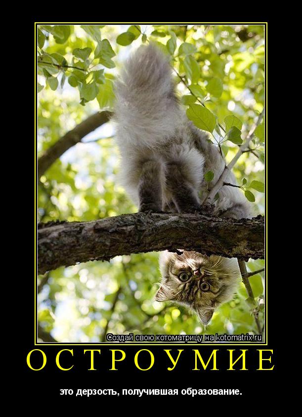 Остроумие это дерзость, получившая образование.... Котоматрица: Остроумие это дерзость, получившая образование.