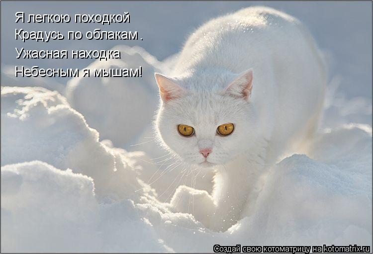 Я легкою походкой Крадусь по облакам Ужасная находка Небесным я мышам! .... Котоматрица: Я легкою походкой Крадусь по облакам Ужасная находка Небесным я мышам! .