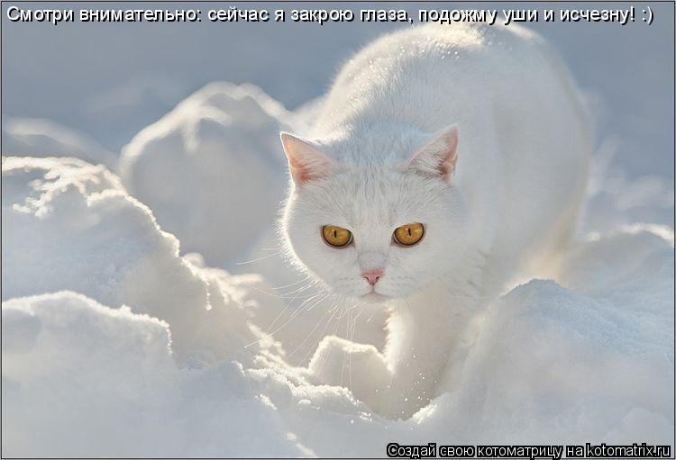 Смотри внимательно: сейчас я закрою глаза, подожму уши и исчезну! :)... Котоматрица: Смотри внимательно: сейчас я закрою глаза, подожму уши и исчезну! :)