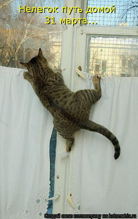 Котоматрица: Нелегок путь домой 31 марта...
