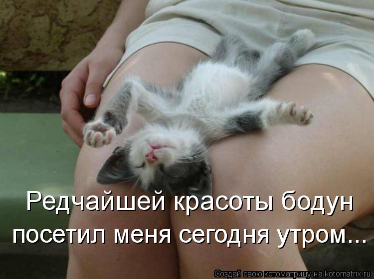 Редчайшей красоты бодун посетил меня сегодня утром...... Котоматрица: Редчайшей красоты бодун посетил меня сегодня утром...