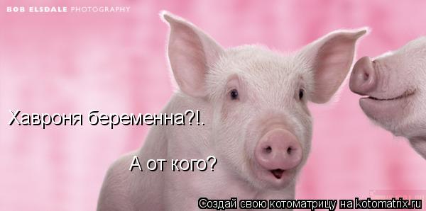 Хавроня беременна?!. А от кого?... Котоматрица: Хавроня беременна?!. А от кого?
