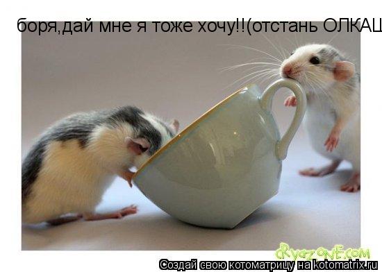 боря,дай мне я тоже хочу!!(отстань ОЛКАШ)... Котоматрица: боря,дай мне я тоже хочу!!(отстань ОЛКАШ)