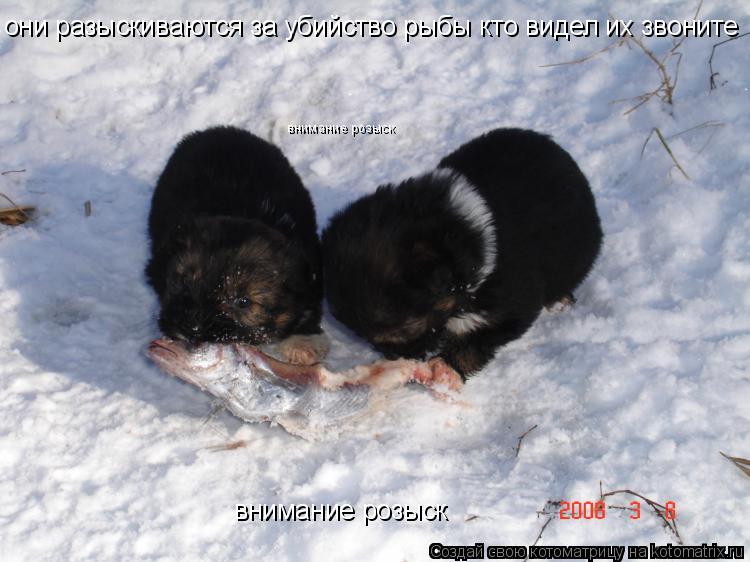 Котоматрица: они разыскиваются за убийство рыбы кто видел их звоните они разыскиваются за убийство рыбы кто видел их звоните внимание розыск внимание р
