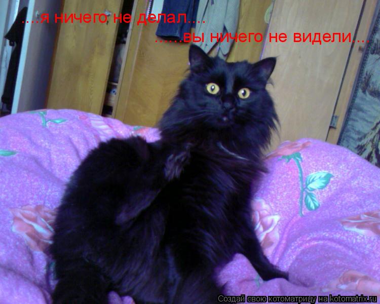Котоматрица: ......вы ничего не видели.... ....я ничего не делал....