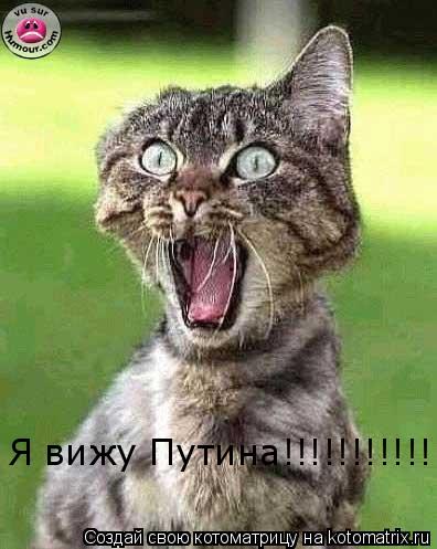 Я вижу Путина!!!!!!!!!!!... Котоматрица: Я вижу Путина!!!!!!!!!!!