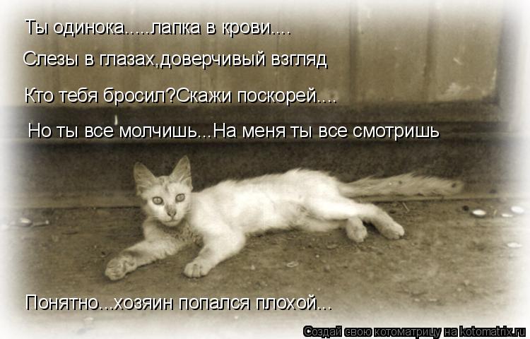 Котоматрица: Слезы в глазах,доверчивый взгляд Кто тебя бросил?Скажи поскорей.... Но ты все молчишь...На меня ты все смотришь Понятно...хозяин попался плохо