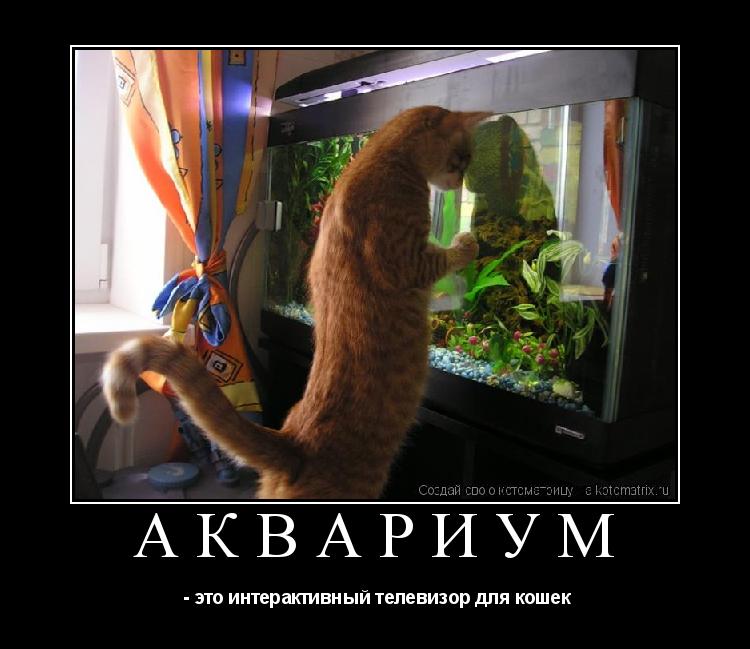 Аквариум - это интерактивный телевизор для кошек... Котоматрица: Аквариум - это интерактивный телевизор для кошек