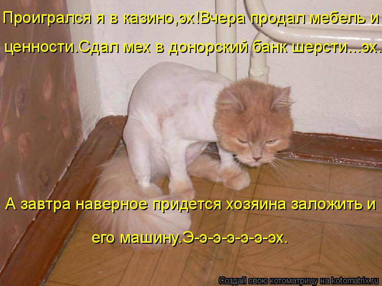 Котоматрица: Проигрался я в казино,эх!Вчера продал мебель и  ценности.Сдал мех в донорский банк шерсти...эх. А завтра наверное придется хозяина заложить и