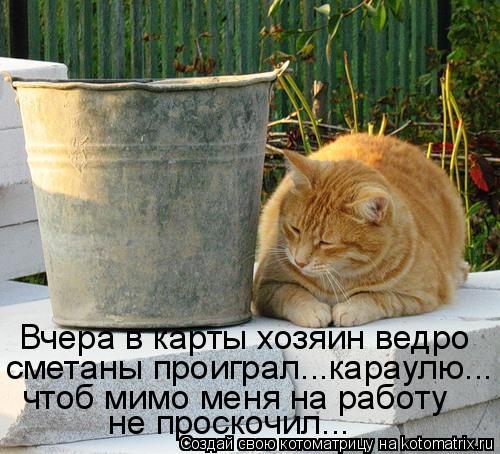 Вчера в карты хозяин ведро сметаны проиграл...караулю... чтоб мимо меня на работу не проскочил...... Котоматрица: Вчера в карты хозяин ведро сметаны проиграл...караулю... чтоб мимо меня на работу не проскочил...