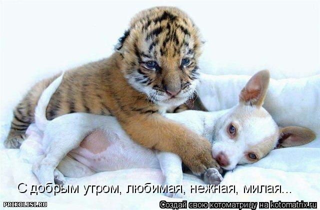 С добрым утром, любимая, нежная, милая...... Котоматрица: С добрым утром, любимая, нежная, милая...