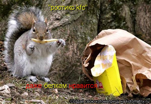 "ростикс kfc" даже белкам нравится !... Котоматрица: "ростикс kfc" даже белкам нравится !