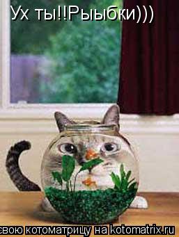 Ух ты!!Рыыбки)))... Котоматрица: Ух ты!!Рыыбки)))