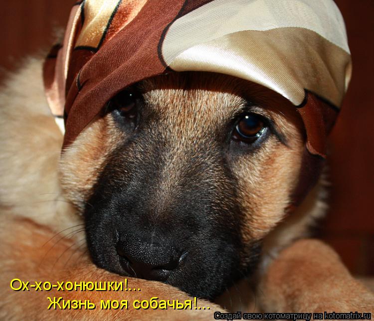 Ох-хо-хонюшки!... Жизнь моя собачья!...... Котоматрица: Ох-хо-хонюшки!... Жизнь моя собачья!...
