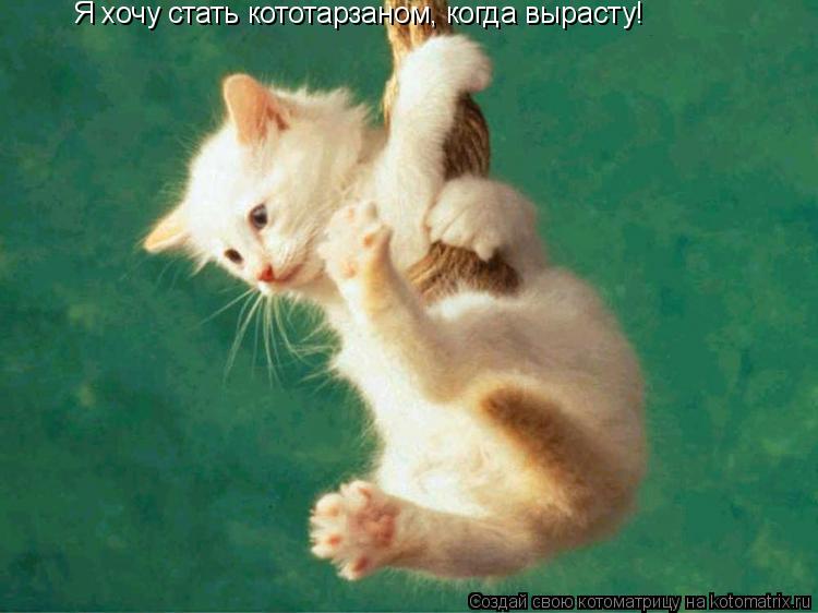 Я хочу стать кототарзаном, когда вырасту!... Котоматрица: Я хочу стать кототарзаном, когда вырасту!