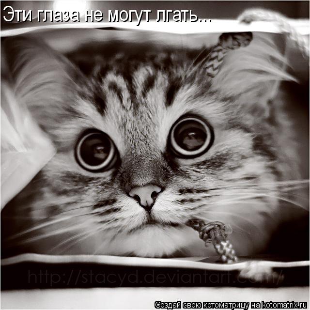 Эти глаза не могут лгать...... Котоматрица: Эти глаза не могут лгать...