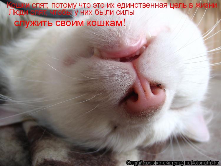 Котоматрица: Кошки спят, потому что это их единственная цель в жизни. Люди спят, чтобы у них были силы служить своим кошкам!