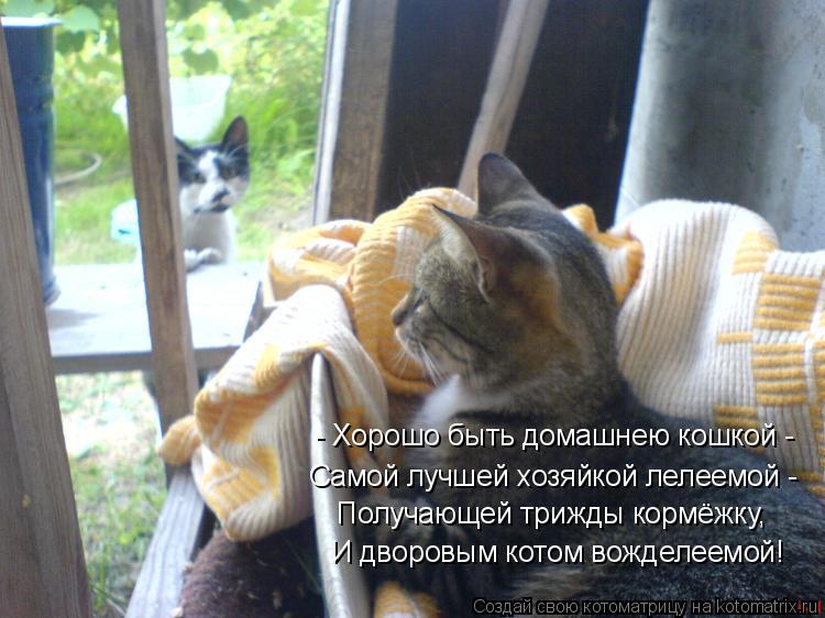 - Хорошо быть домашнею кошкой - Самой лучшей хозяйкой лелеемой - Получающей трижды кормёжку, И дворов... Котоматрица: - Хорошо быть домашнею кошкой - Самой лучшей хозяйкой лелеемой - Получающей трижды кормёжку, И дворовым котом вожделеемой!