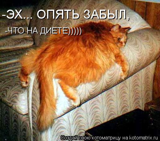 -ЭХ... ОПЯТЬ ЗАБЫЛ, -ЧТО НА ДИЕТЕ)))))... Котоматрица: -ЭХ... ОПЯТЬ ЗАБЫЛ, -ЧТО НА ДИЕТЕ)))))