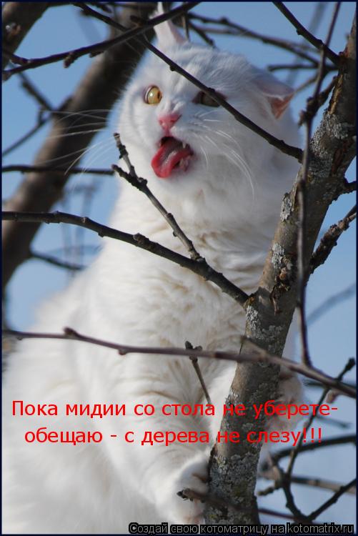 Пока мидии со стола не уберете- обещаю - с дерева не слезу!!!... Котоматрица: Пока мидии со стола не уберете- обещаю - с дерева не слезу!!!