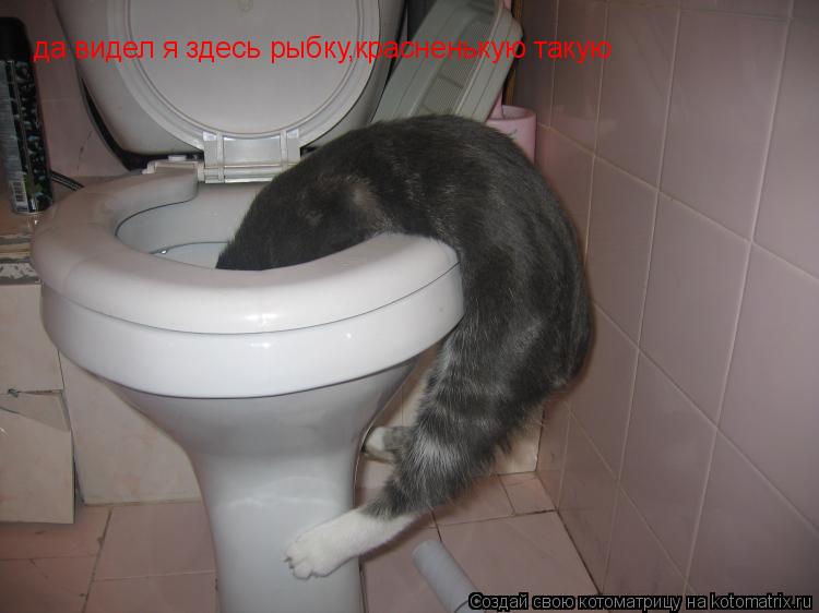 Котоматрица: да видел я здесь рыбку,красненькую такую