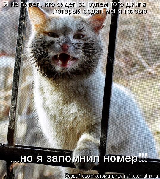 Котоматрица: Я не видел, кто сидел за рулем того джипа .который обдал меня грязью... ...но я запомнил номер!!!