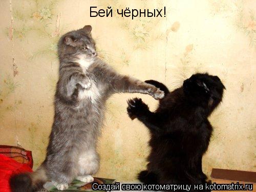 Бей чёрных!... Котоматрица: Бей чёрных!