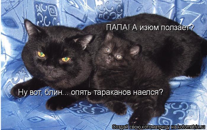 ПАПА! А изюм ползает? Ну вот, блин... опять тараканов наелся?... Котоматрица: ПАПА! А изюм ползает? Ну вот, блин... опять тараканов наелся?