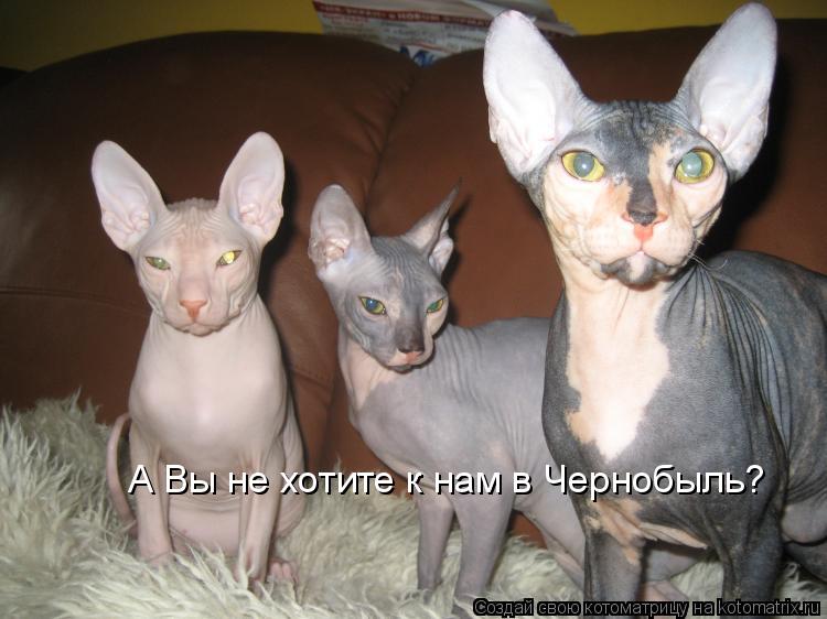А Вы не хотите к нам в Чернобыль?... Котоматрица: А Вы не хотите к нам в Чернобыль?
