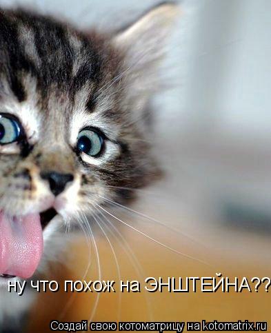 ну что похож на ЭНШТЕЙНА???... Котоматрица: ну что похож на ЭНШТЕЙНА???