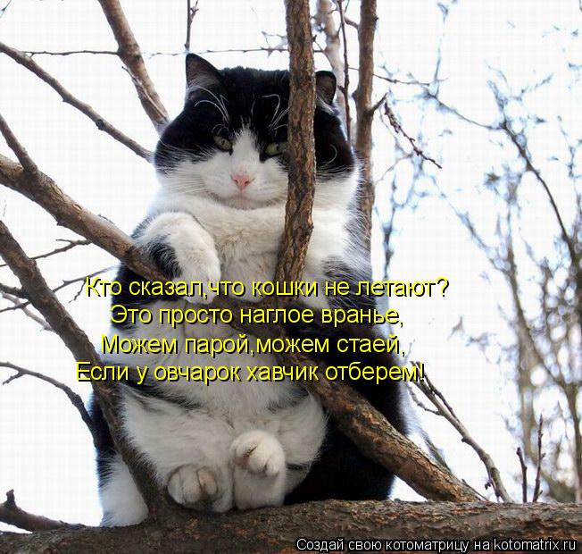 Кто сказал,что кошки не летают? Это просто наглое вранье, Можем парой,можем стаей, Если у овчарок хав... Котоматрица: Кто сказал,что кошки не летают? Это просто наглое вранье, Можем парой,можем стаей, Если у овчарок хавчик отберем!