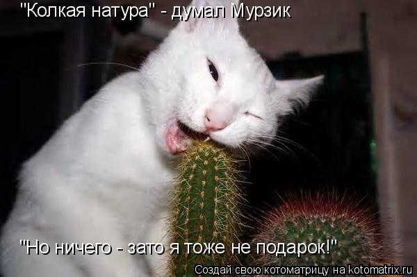 "Колкая натура" - думал Мурзик "Но ничего - зато я тоже не подарок!"... Котоматрица: "Колкая натура" - думал Мурзик "Но ничего - зато я тоже не подарок!"